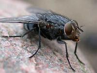 Stubenfliege (Musca domestica)03